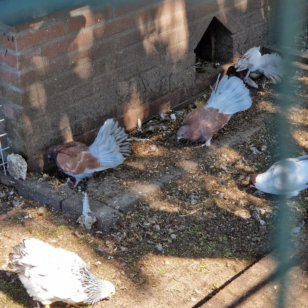 2 bruine boeren pauwstaarten, Postduif