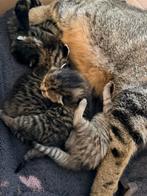 Cyperse Kittens, Meerdere dieren
