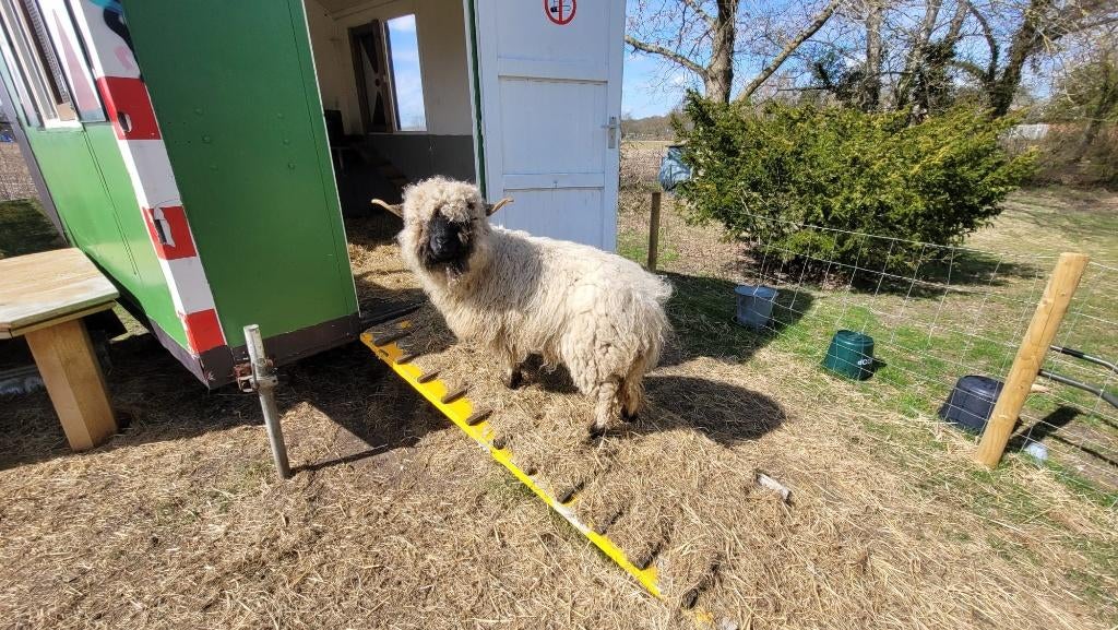 Walliser Schwarznase ooi stamboek ARR/ARR tevens keuring VSS, Vrouwelijk, Schaap