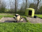 Wallizer Schwarznase ooi met 2 ramlammeren, Vrouwelijk, Schaap