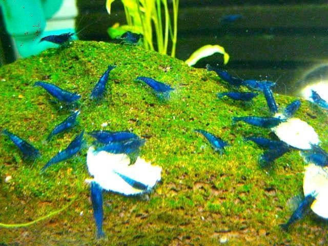 blauwe garnalen  super blauw ook verzenden  prijs  1,50, Dieren en Toebehoren, Vissen | Aquariumvissen, Kreeft, Krab of Garnaal