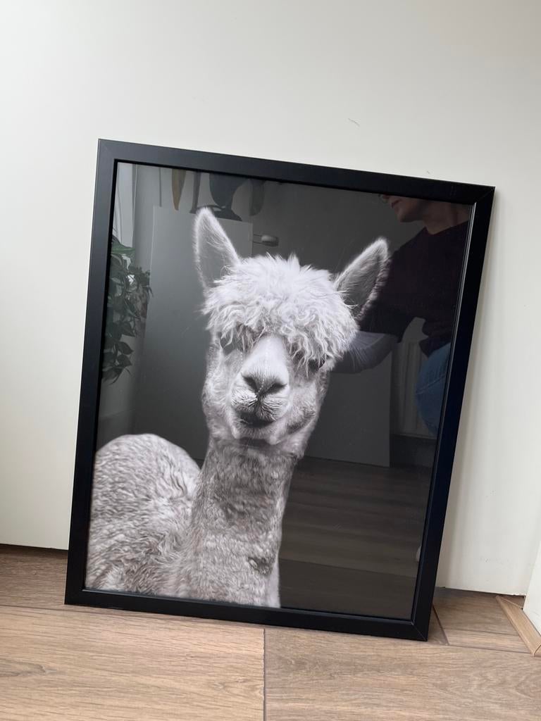 IKEA lama poster met lijst, Huis en Inrichting, Woonaccessoires | Schilderijen, Tekeningen en Foto's, Ophalen, Minder dan 50 cm
