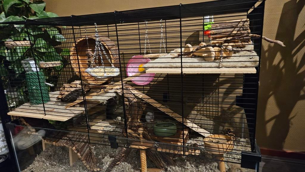 Twee lieve witte muisjes + compleet hok, Dieren en Toebehoren, Knaagdieren, November, Meerdere dieren, Muis