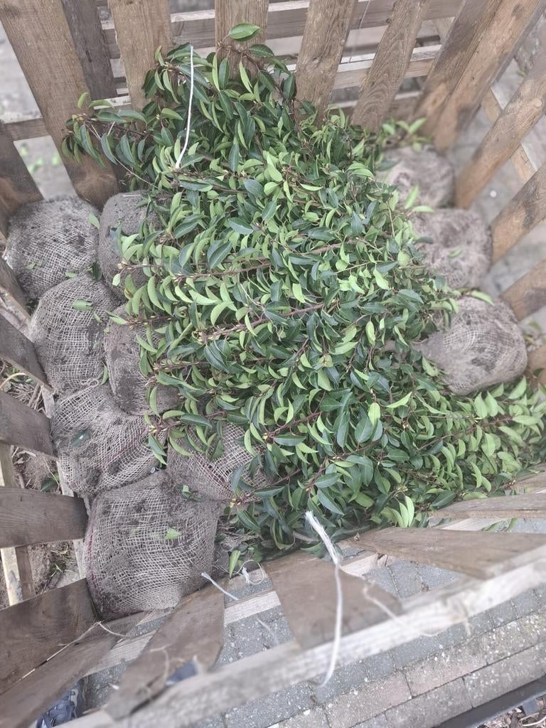 Nieuw Portugese laurier 60-80 cm (10 stuks), Tuin en Terras, Planten | Struiken en Hagen, Ophalen of Verzenden, Laurier, Minder dan 100 cm