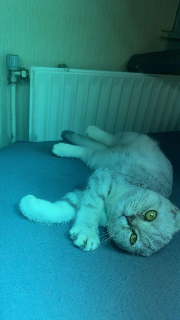 Gouden mandje gezocht voor Teddy!, Poes