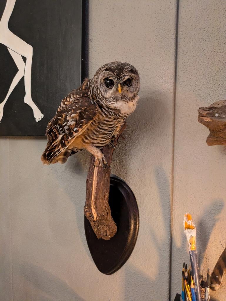 Roodpootuil taxidermie, Verzamelen, Ophalen of Verzenden, Zo goed als nieuw, Opgezet dier