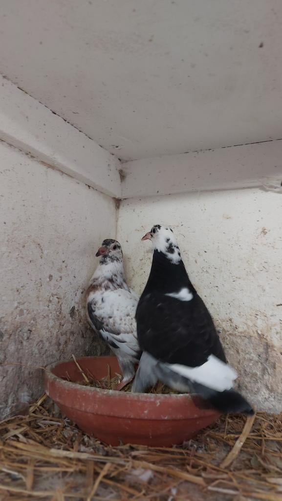 Twee jonge kleurduiven, Postduif