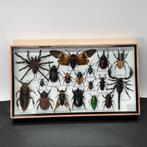 Insectendoos met 18 insecten, Overige soorten