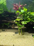 Bleudream en of mix garnalen, Dieren en Toebehoren, Kreeft, Krab of Garnaal