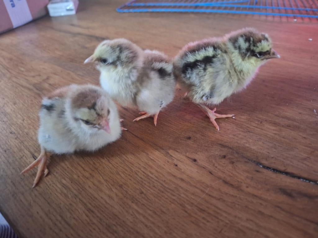 3 wyandotte kriel zilverpatrijs hennen, Dieren en Toebehoren, Pluimvee, Vrouwelijk, Kip