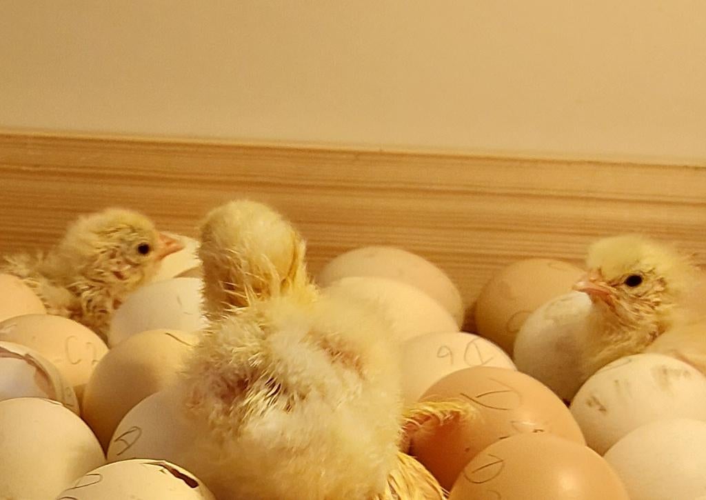 TOP-klasse Poule de Bresse kuikens, Geslacht onbekend, Kip