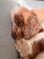 Hondenopvang/oppas gezocht voor de vakantie, Particuliere oppas