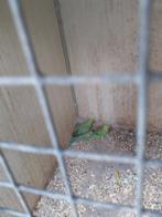 Halsband parkieten, Meerdere dieren