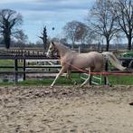 NRPS Epony ruin, palomino met uitmuntende bewegingen, Dieren en Toebehoren, E pony (1.48m - 1.57m), Met stamboom, Ruin, Zadelmak