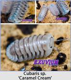 Cubaris pissebedden kopen, Dieren en Toebehoren, Overige soorten