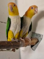 Koppel roestkop caique beide van 2020, Meerdere dieren, Papegaai