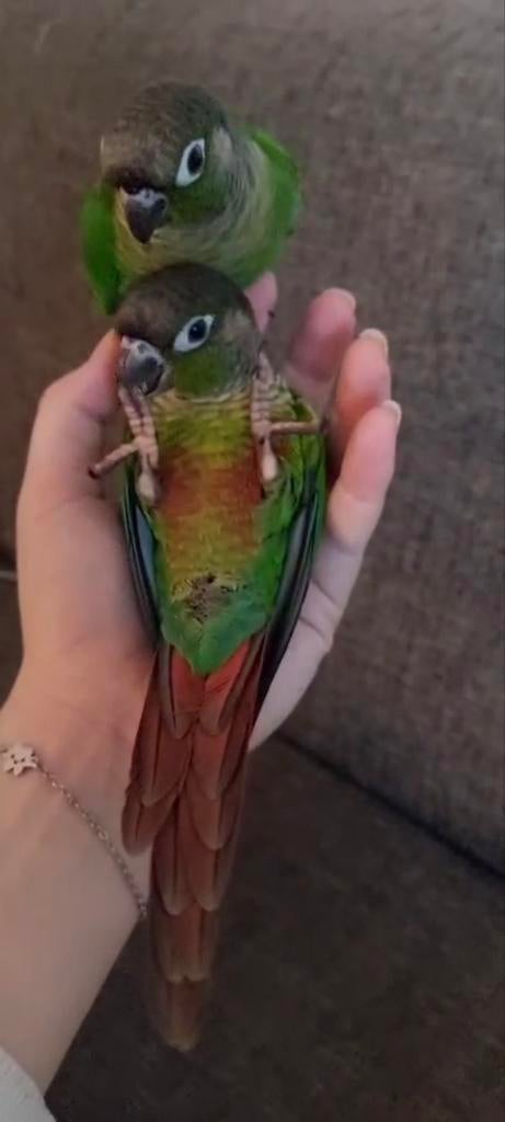 2 lieve pyrrhura's, Dieren en Toebehoren, Geslacht onbekend