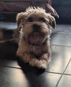 Boomer reu van 1jaar en 5 mnd, 1 tot 2 jaar, Parvo, Eén hond, Nederland