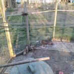 Europese patrijs, Meerdere dieren, Overige soorten