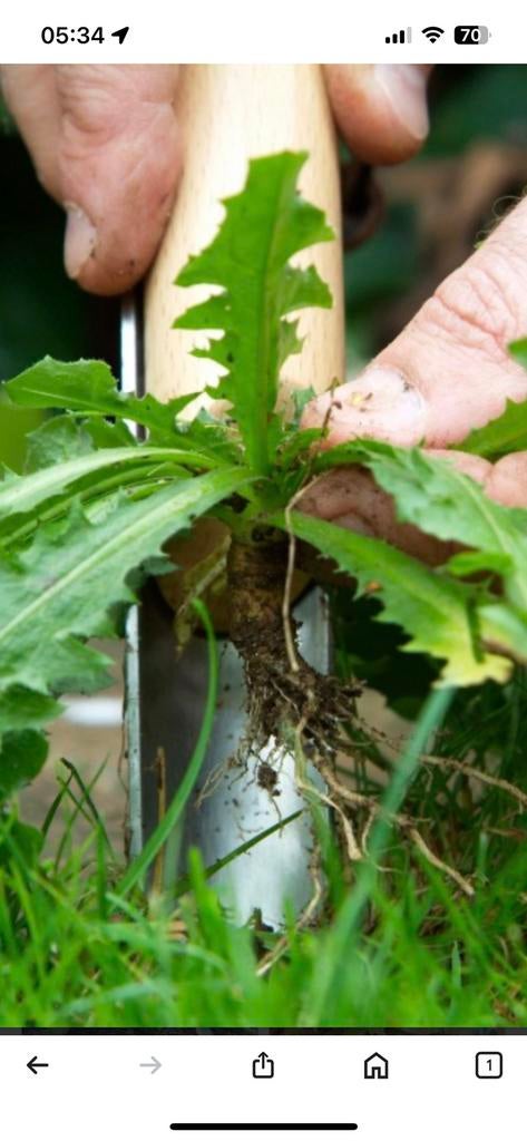 Last van onkruid rond huis, Ophalen of Verzenden, Overige soorten, Volle zon