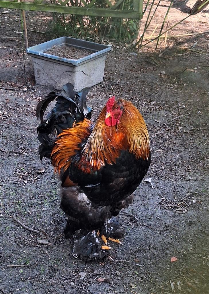 Brahma haan, Mannelijk, Kip