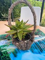 aloe vera plant in rieten pot mand  42 cm H totaal, Ophalen, Vetplant, Halfschaduw, In pot