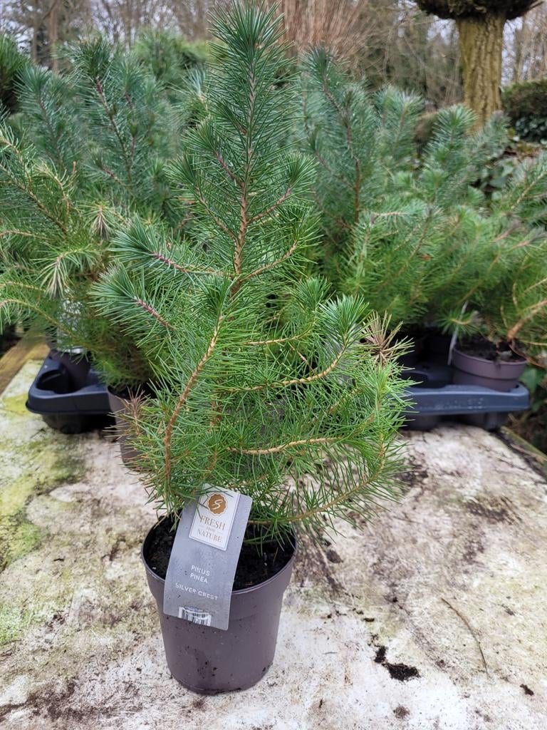 Pinus Pinea Silver Crest - Mooie Sierden, Tuin en Terras, Planten | Bomen, Bloeit niet, Overige soorten, Minder dan 100 cm, Ophalen