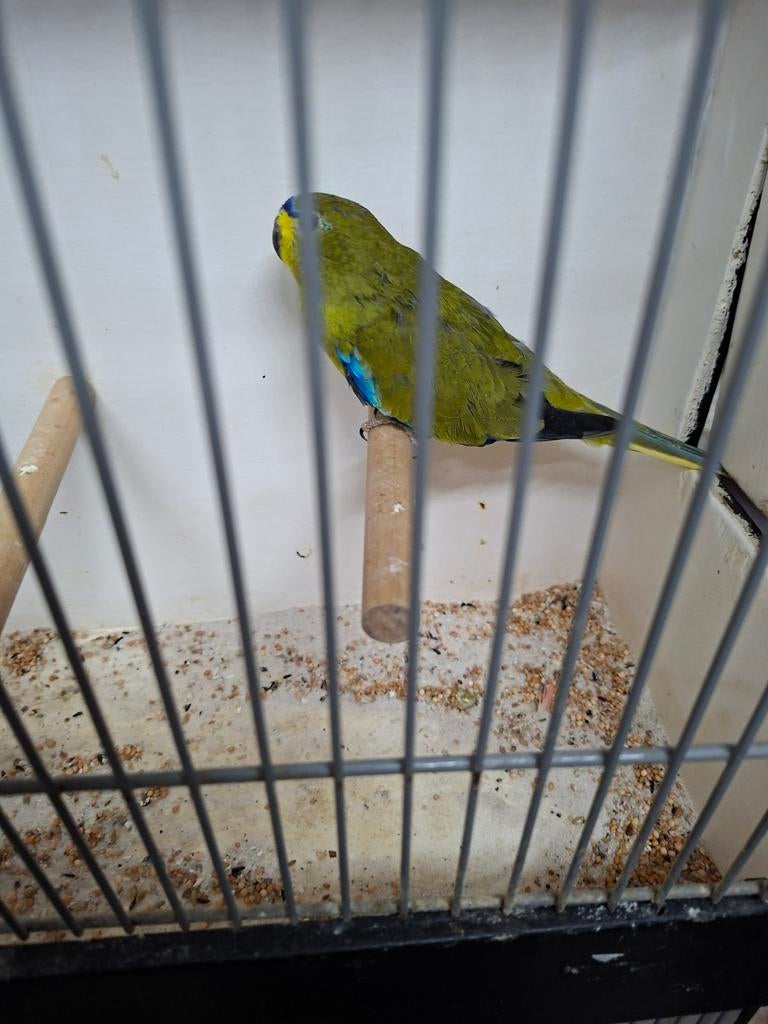 Mooie elegant man, Dieren en Toebehoren, Mannelijk, Parkiet