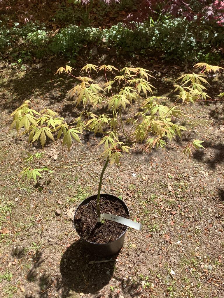 Japanse esdoorn, Tuin en Terras, Planten | Bomen, Ophalen, Bloeit niet, Halfschaduw, Overige soorten