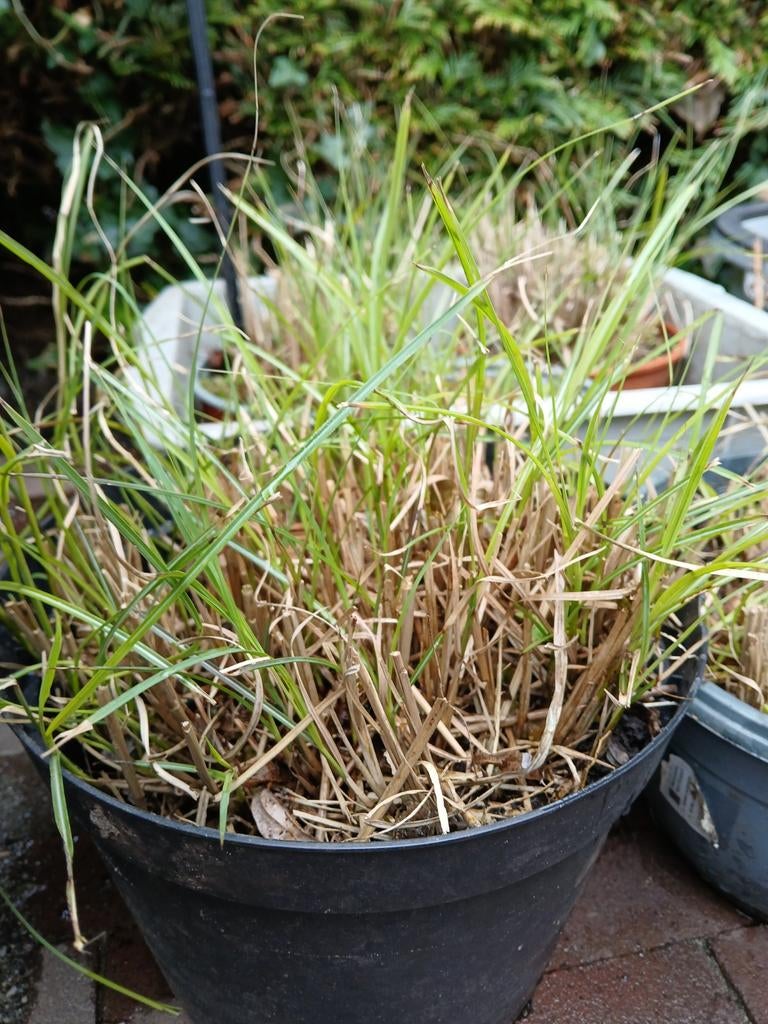 Miscanthus Sinensis (Chinees prachtriet), Tuin en Terras, Planten | Tuinplanten, Ophalen of Verzenden, Siergrassen, Volle zon