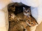 Prachtige Britse Korthaar kittens klaar voor hun nieuwe huis, Dieren en Toebehoren, Katten en Kittens | Overige Katten, Meerdere dieren