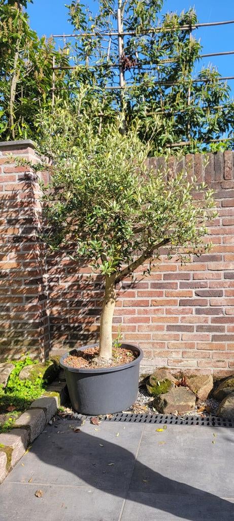 Olijfboom in pot - Mediterrane sfeer voor uw tuin, Volle zon, Vaste plant, Zomer, Ophalen