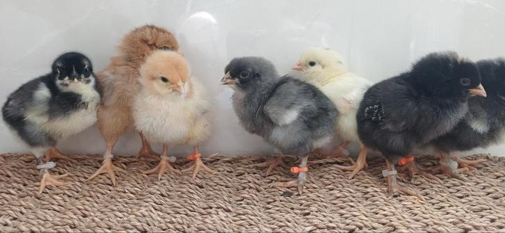Kuikens kleurleggers blauw groen olijf, Dieren en Toebehoren, Pluimvee, Kip, Meerdere dieren