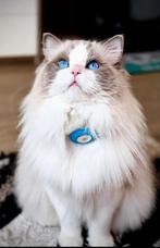 ‼️ Ragdoll blue bicolor dekkater stamboom (Niet te koop)‼️, Kater, Langharig, 0 tot 2 jaar