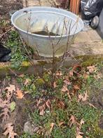 Rode bessenstruik - Meerdere jaren oud, Ophalen, Volle zon, Vaste plant, Fruitplanten