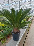 Cyca Revoluta - Vredespalm, Ophalen, Bloeit niet, Overige soorten, Volle zon
