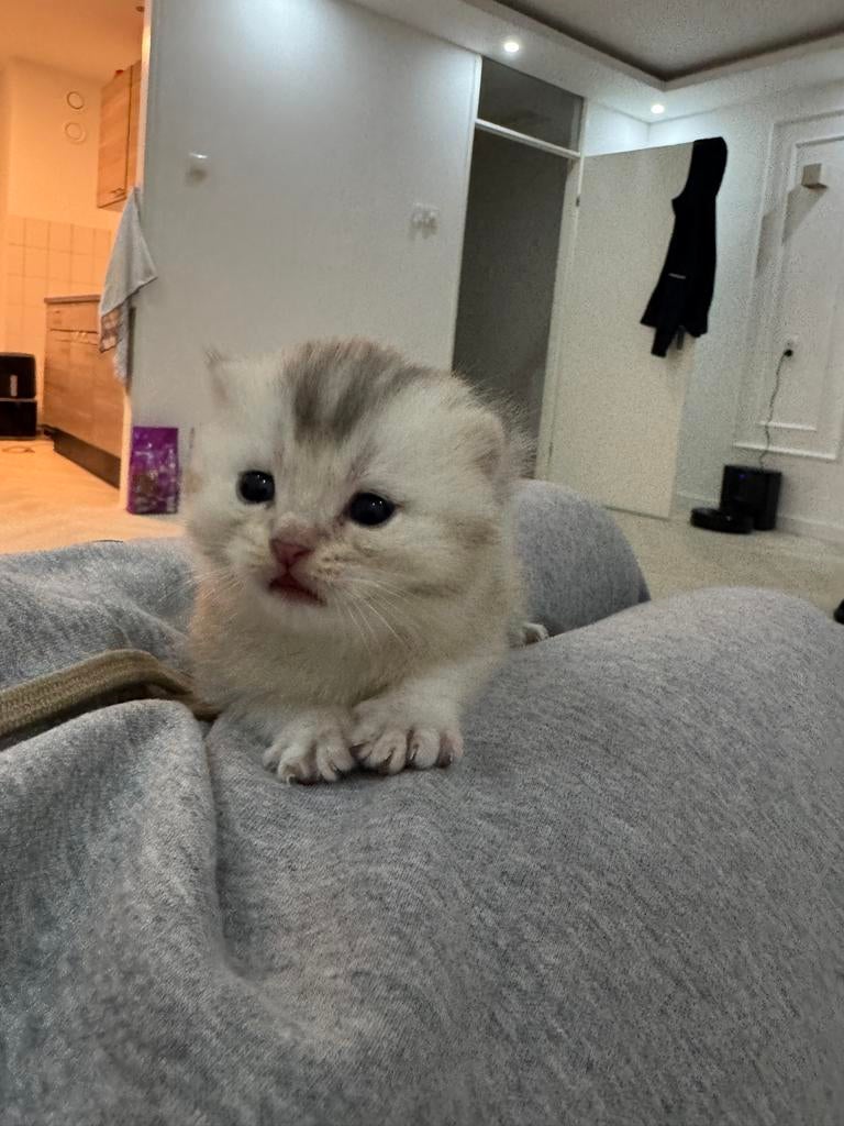 Britse korthaar kitten., Dieren en Toebehoren, Katten en Kittens | Overige Katten, Poes