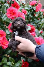 🩵Twee laatste prachtige maltipoo reutjes choco & merle 🩵, Poedel, Parvo, Reu, 8 tot 15 weken