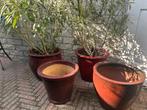 buitenpotten bordeaux glazuur 5 stuks, Gebruikt, 40 cm of meer, Rond, Ophalen of Verzenden