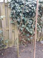 Appelboom, Ophalen of Verzenden