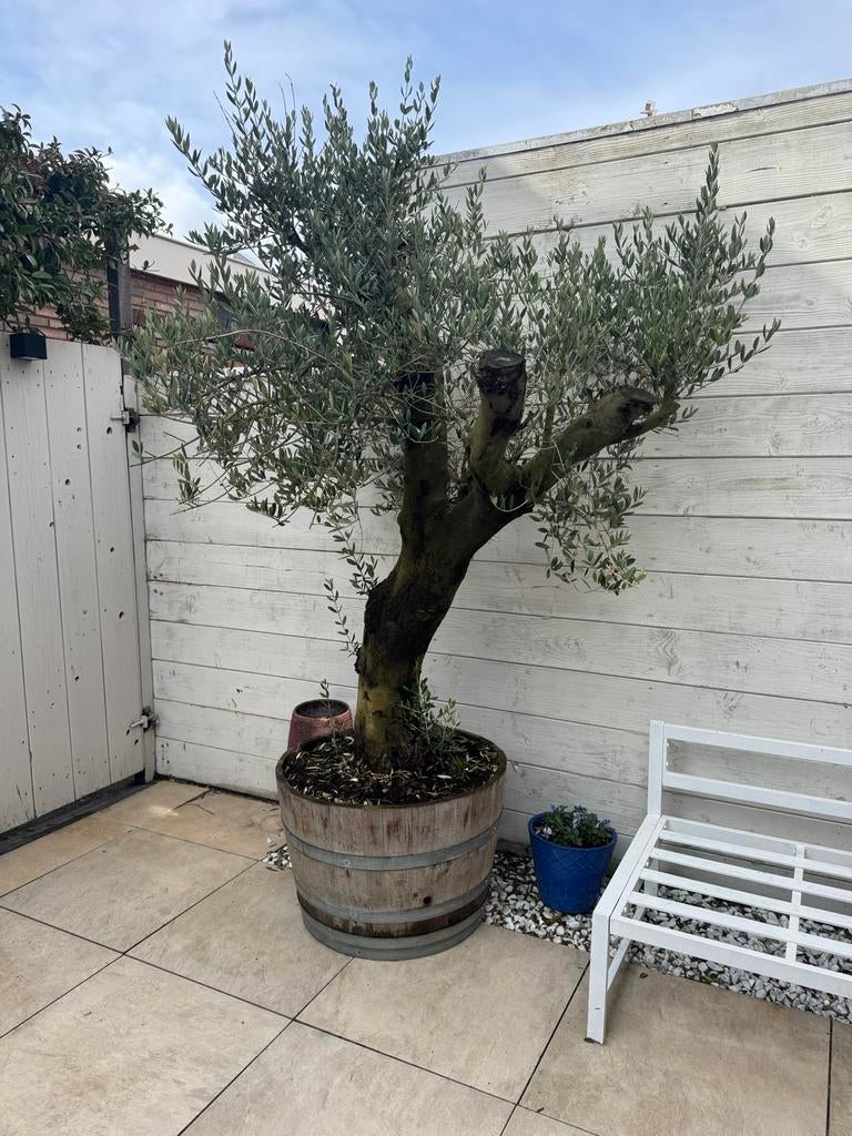 Grote olijfboom in wijnvat ‘old skin’ 240cm, Tuin en Terras, Volle zon, Vaste plant, Lente, Ophalen