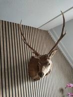 Taxidermie EDELHERT shoulder mounted, Ophalen, Hert, Opgezet dier