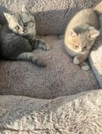 Britse korthaar kittens, Dieren en Toebehoren, Katten en Kittens | Raskatten | Korthaar, Kater, Ontwormd, 0 tot 2 jaar