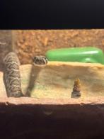 Crotalus atrox, Dieren en Toebehoren, Slang, 0 tot 2 jaar