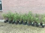 Fargesia Robusta Formidable, niet woekerende bamboe!!!, Vaste plant, Bloeit niet, Halfschaduw, Ophalen