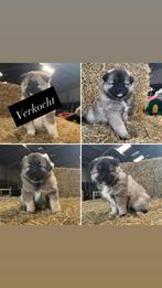 Raszuivere wolfskeeshond te koop, Dieren en Toebehoren, Keeshond, 8 tot 15 weken, Teef, Meerdere