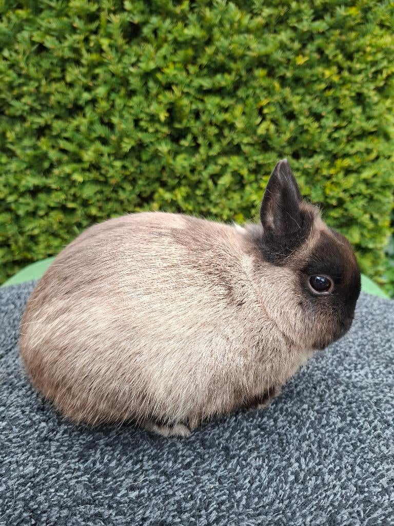 Te koop: kleurdwerg, Mannelijk, Dwerg