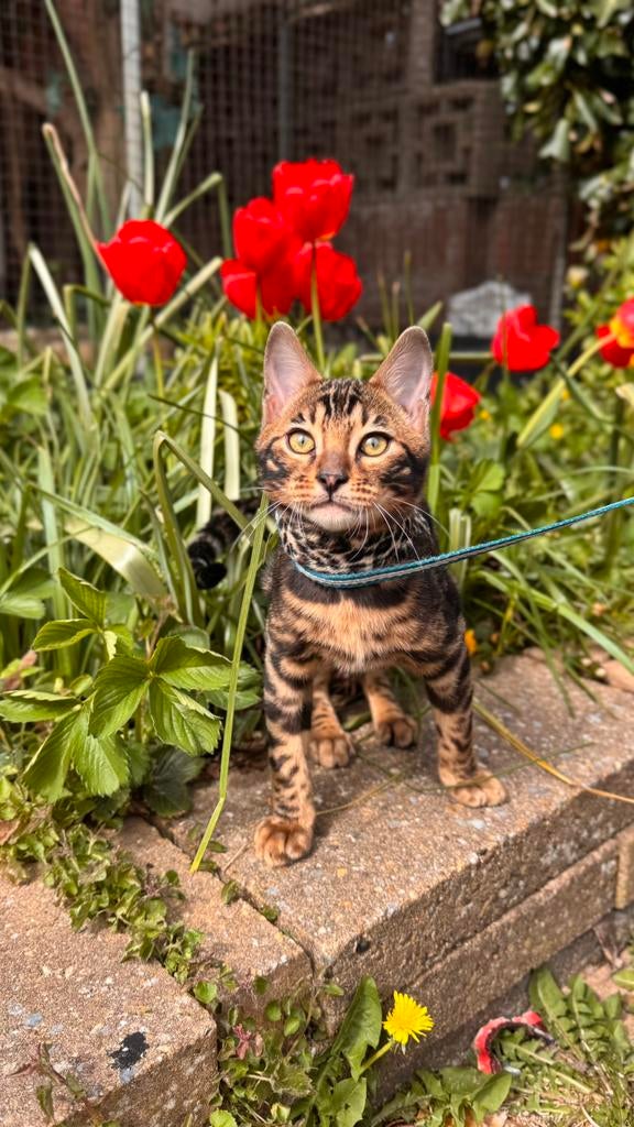 1 prachtig bengaal kitten beschikbaar, Meerdere dieren, Ontwormd, 0 tot 2 jaar