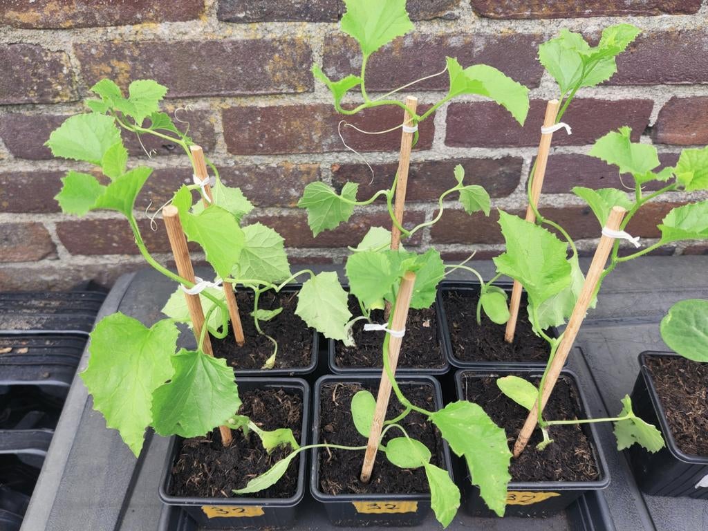 Charentais meloen  , zaterdag  25 april laatste verkoop dag, Ophalen, Eenjarig, Groenteplanten, Volle zon