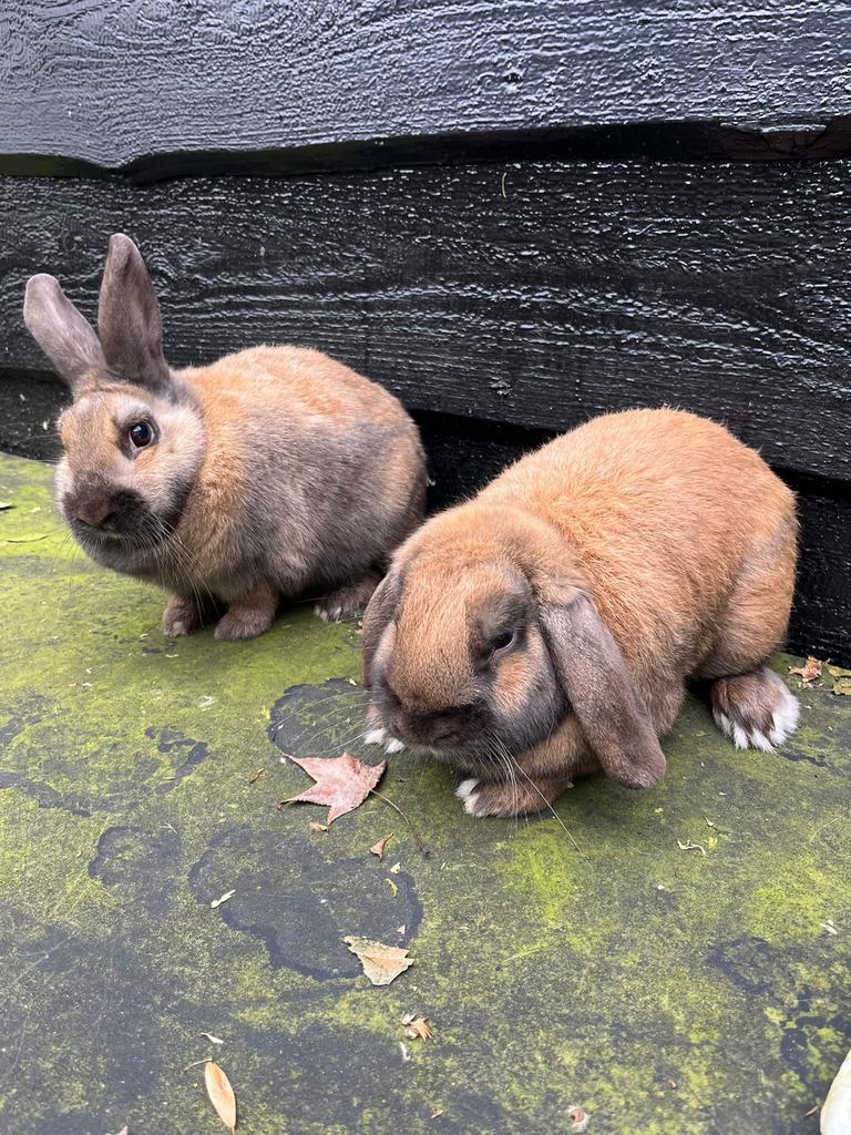 Wie helpt ons jeudige konijnen aan nieuwe woonruimte?, Dieren en Toebehoren, Meerdere dieren, Klein, Hangoor, 0 tot 2 jaar